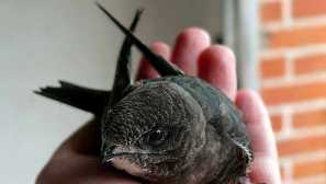 Отколкото можете да нахраниш прическата у дома